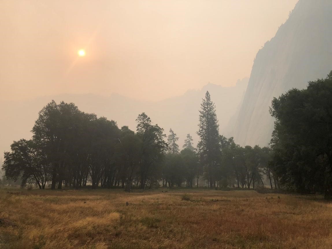Metsä - Yosemite