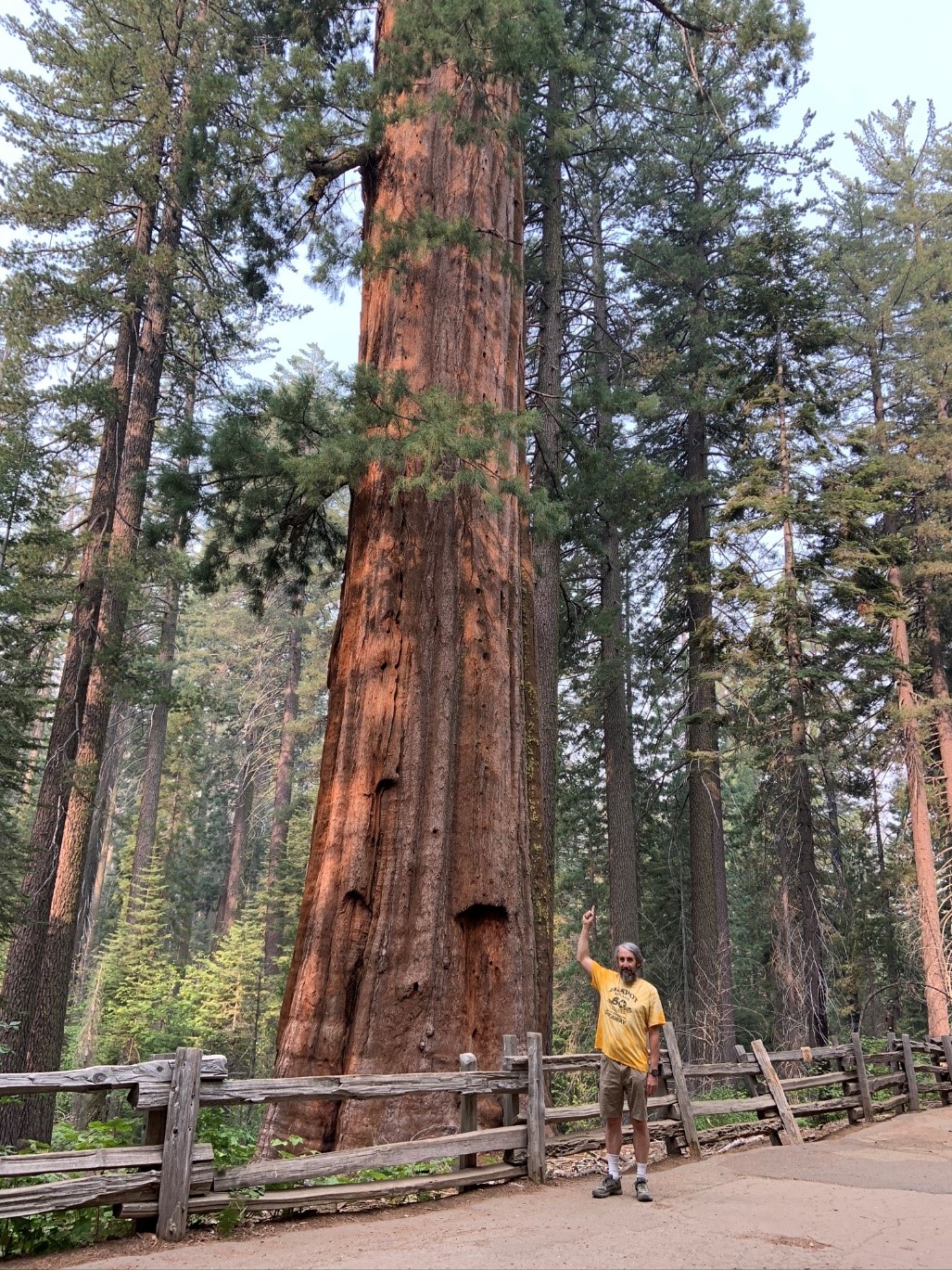 Yosemite - Mammuttipuut