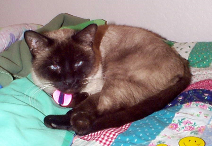 kissa Simon